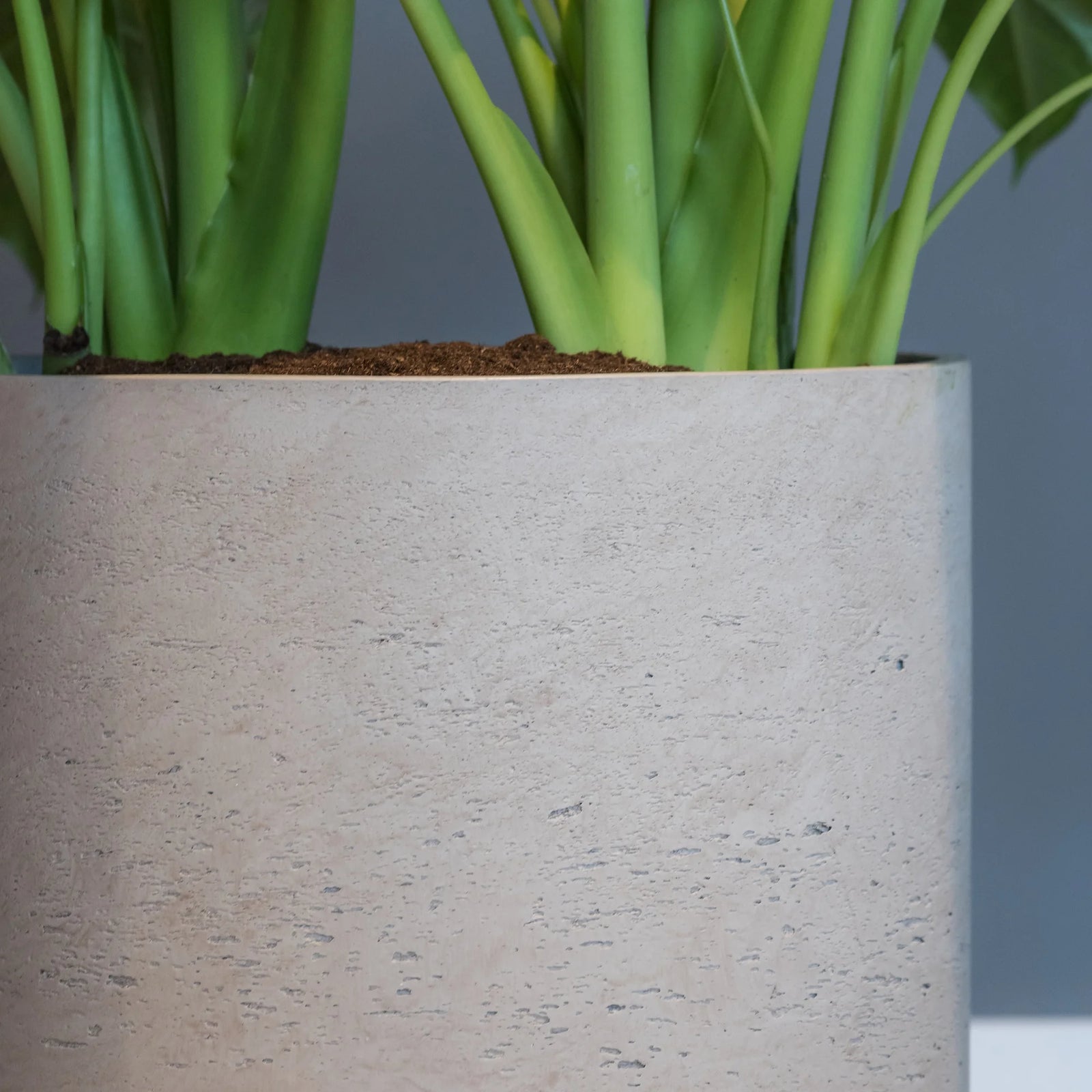 Nahaufnahme Pflanzkübel aus Fiberclay in Grau