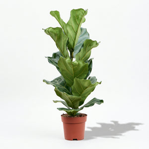 Ficus