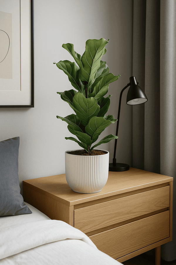 Ficus Lyrata - Geigenfeige