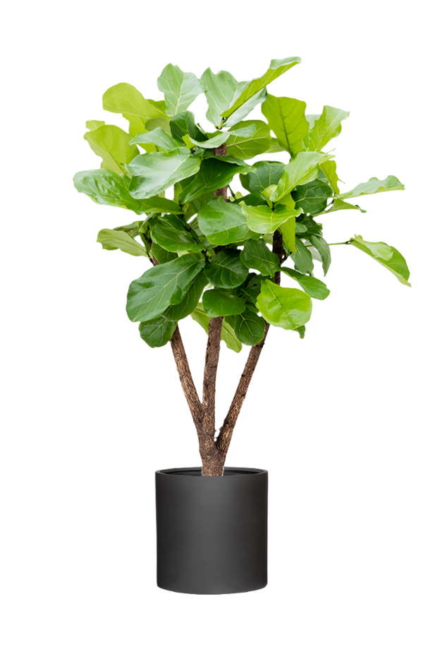 Ficus Lyrata - Geigenfeige Ø:27 H:120 cm