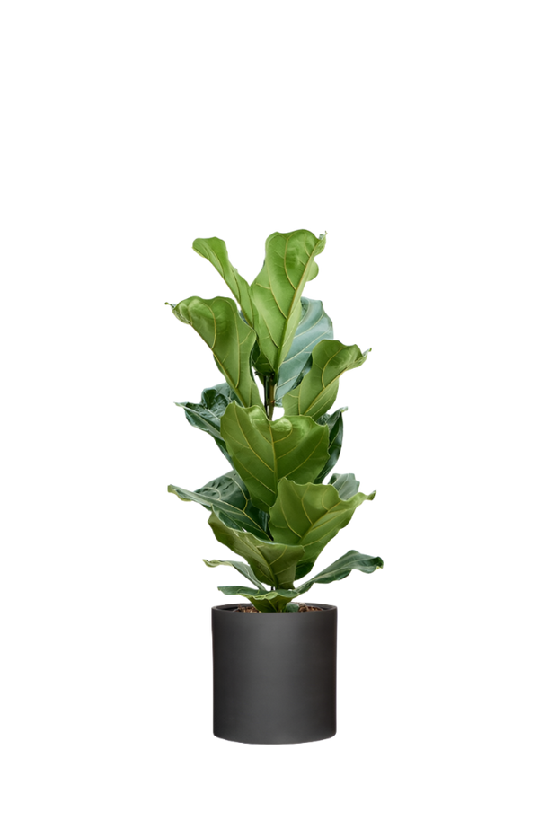 Ficus Lyrata - Geigenfeige Ø:17 H:60 cm