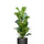 Ficus Lyrata - Geigenfeige Ø:17 H:60 cm
