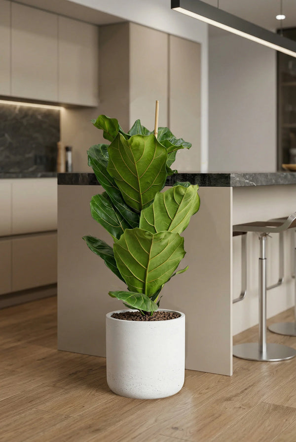 Ficus Lyrata - Geigenfeige