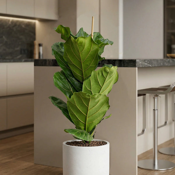 Beaucarnea Recurvata XXL Elefantenfu  Nolina Zimmerpflanze Hhe Ca. 60cm  Im Dekorativen Topf 21cm