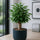 Ficus Natasja Ø:12 H:35 cm