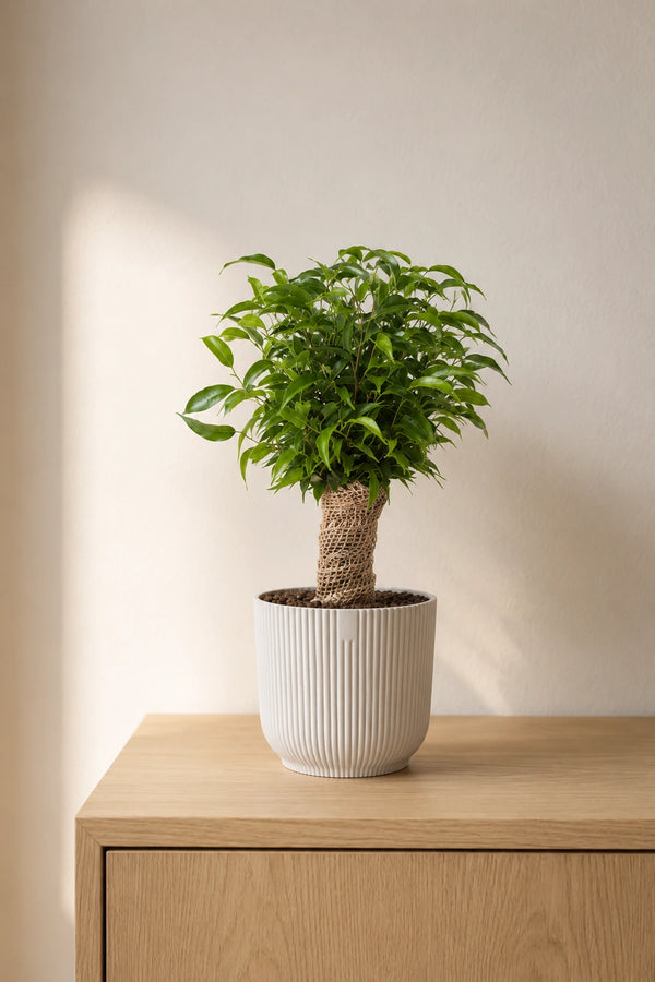 Zwerg-Birkenfeige - Ficus Natasja