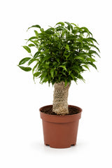Ficus Natasja