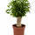 Ficus Natasja