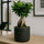 Ficus 'Ginseng' Bonsai Ø:12 H:30 cm