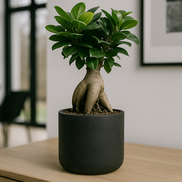 Ficus 'Ginseng' Bonsai :12 H:30 cm - Pflegeleichter Bonsai | Finestgreen