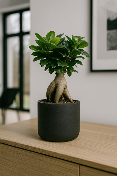Ficus 'Ginseng' Bonsai Ø:12 H:30 cm - Pflegeleichter Bonsai