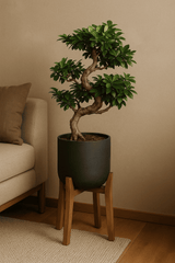 Ficus 'Ginseng' Bonsai Ø:24 H:60 cm