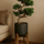 Ficus 'Ginseng' Bonsai Ø:24 H:60 cm