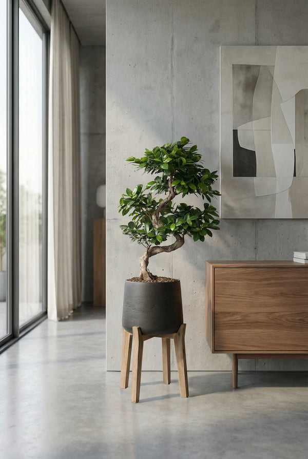Ficus 'Ginseng' Bonsai
