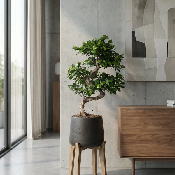 Ficus 'Ginseng' Bonsai Ø:24 H:70 cm - Pflegeleichter Bonsai