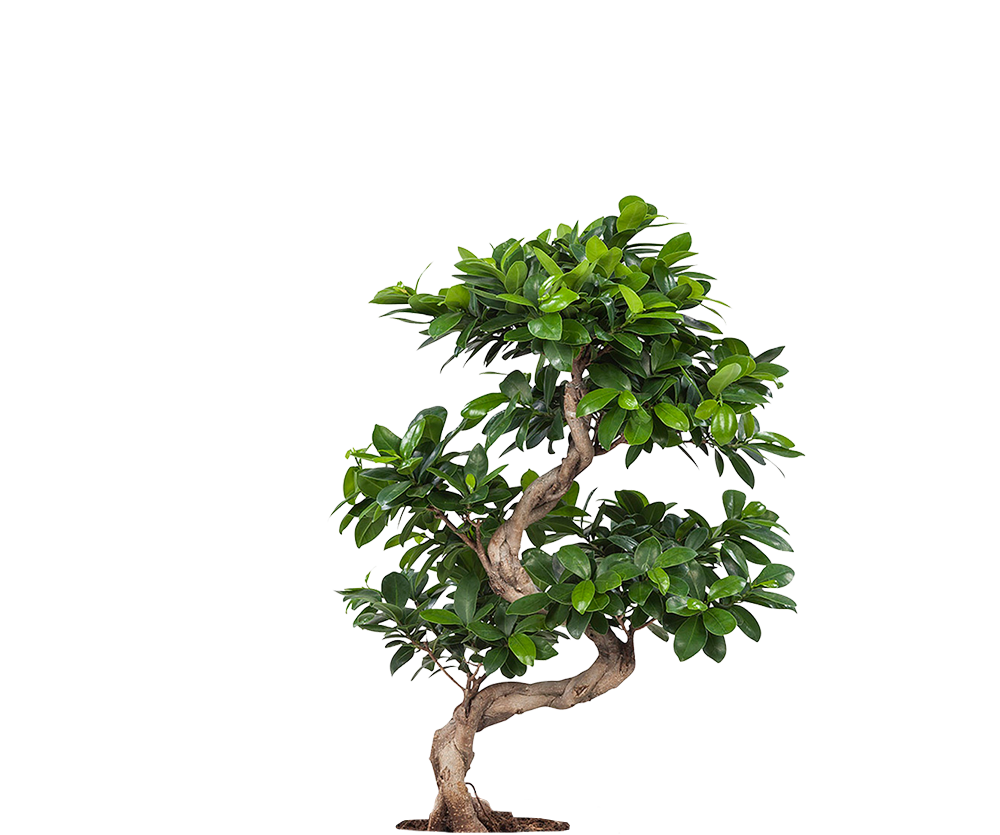 Ficus 'Ginseng' Bonsai Ø:24 H:70 cm - Pflegeleichter Bonsai