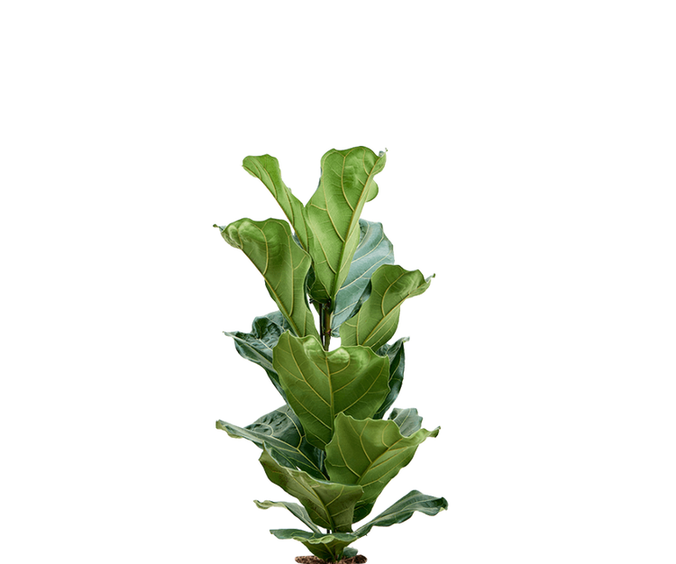 Ficus Lyrata - Geigenfeige Ø:17 H:60 cm
