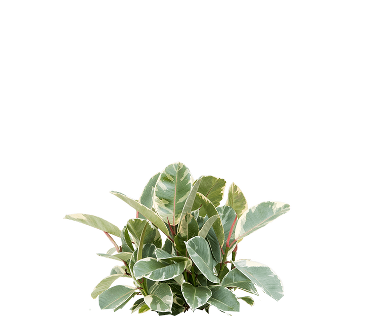 Gummibaum - Ficus elastica Tineke Ø:17 H:50 cm