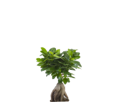 Konfigurator