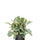 Gummibaum - Ficus elastica Tineke Ø:17 H:50 cm