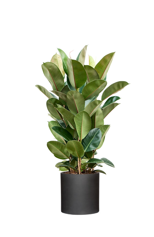Gummibaum - Ficus Elastica Robusta Ø:27 H:110 cm