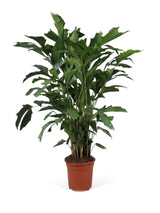 Fischschwanzpalme (Caryota mitis) im Kulturtopf Ø 21 cm, ca. 100 cm hoch – freigestellt