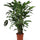 Fischschwanzpalme (Caryota mitis) im Kulturtopf Ø 21 cm, ca. 100 cm hoch – freigestellt