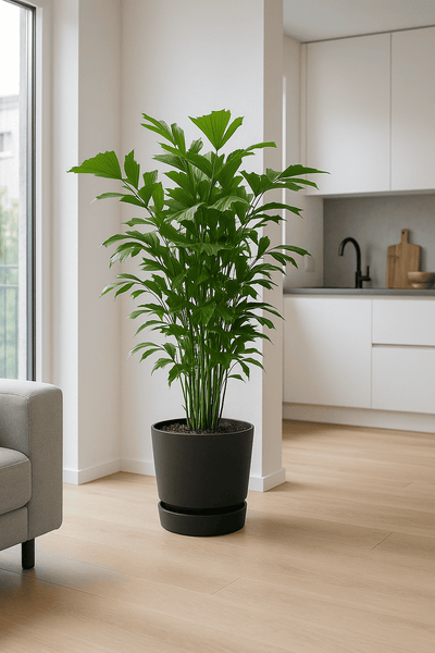 Caryota Mitis Ø:24 H:130 cm - Pflanzen sicher zu dir nach Hause