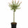 Flamingo-Weide Salix – Stämmchen - Finestgreen