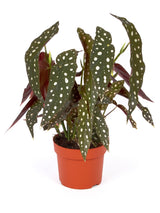 Forellenbegonie (Begonia maculata) im Kulturtopf Ø 12 cm, ca. 20 cm hoch – freigestellt