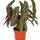 Forellenbegonie (Begonia maculata) im Kulturtopf Ø 12 cm, ca. 20 cm hoch – freigestellt