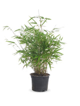 Gartenbambus (Fargesia 'Formidable') im Kulturtopf Ø 17 cm, ca. 40 cm hoch – freigestellt