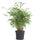 Gartenbambus (Fargesia 'Formidable') im Kulturtopf Ø 17 cm, ca. 40 cm hoch – freigestellt