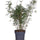 Gartenbambus (Fargesia rufa) im Kulturtopf Ø 23 cm, ca. 110 cm hoch – freigestellt