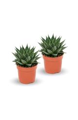 Gasteria Aurora 2er Set