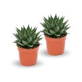 Gasteria Aurora 2er Set