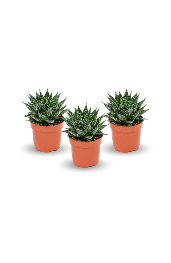 Gasteria Aurora 3er Set