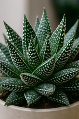 Gasteria Aurora 2er Set