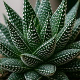 Gasteria Aurora 2er Set
