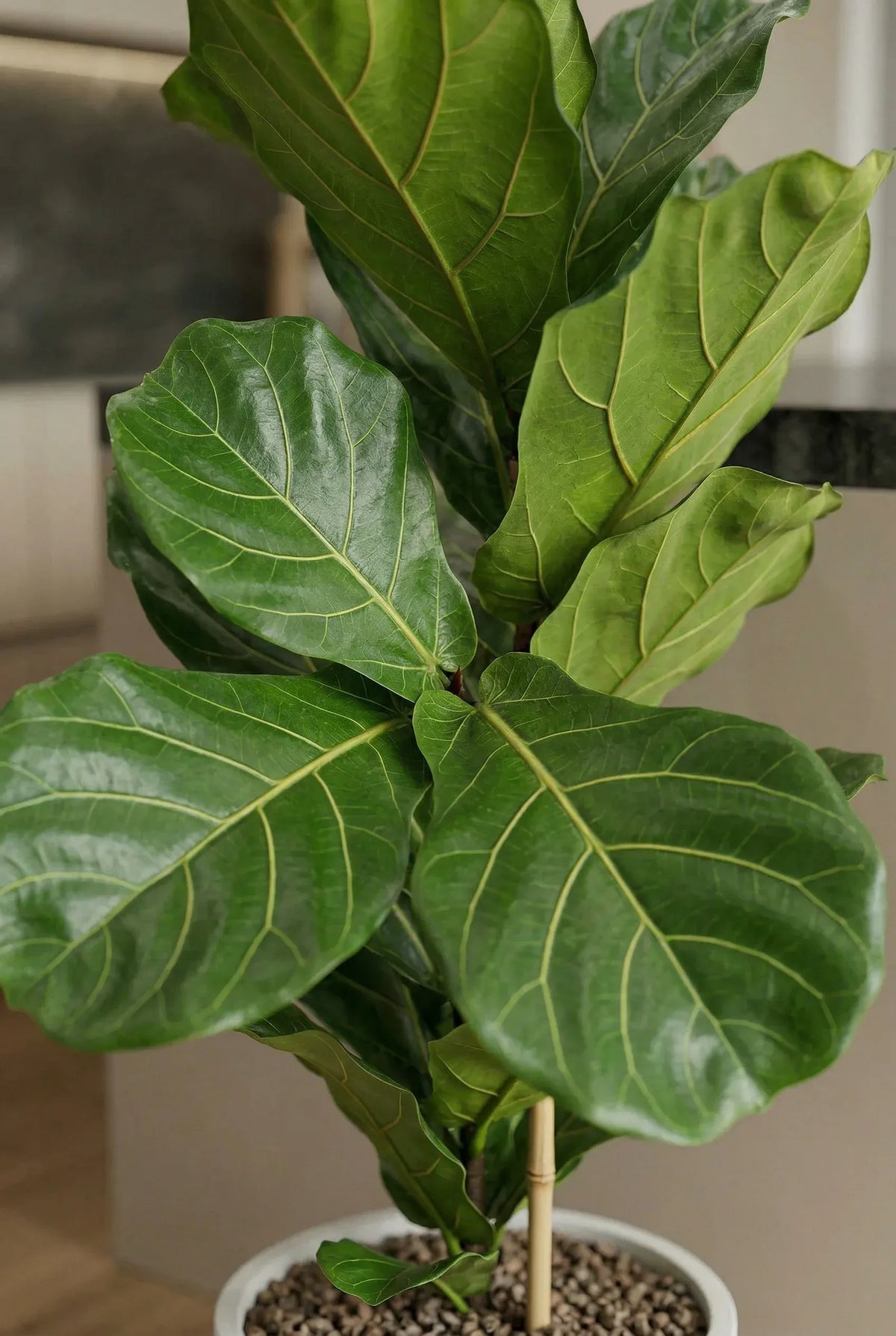 Geigenfeige kaufen - Ficus Lyrata Zimmerpflanze Ø:21 H:90 cm