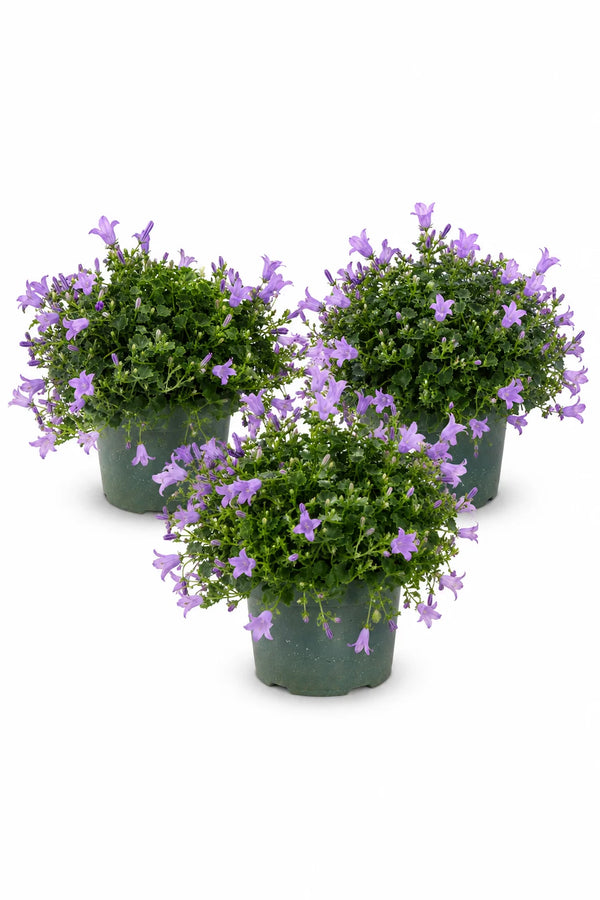 Glockenblume Campanula Ambella Lavendel – 3er-Set