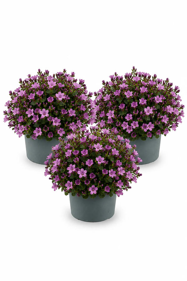 Glockenblume Campanula Ambella Pink – 3er-Set