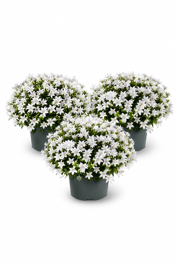 Glockenblume Campanula Ambella Weiß – 3er-Set