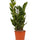 Glücksfeder (Zamioculcas zamiifolia) im Kulturtopf Ø 14 cm, ca. 50 cm hoch – freigestellt