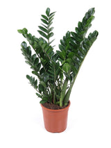 Glücksfeder (Zamioculcas zamiifolia) im Kulturtopf Ø 24 cm, ca. 90 cm hoch – freigestellt