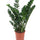 Glücksfeder (Zamioculcas zamiifolia) im Kulturtopf Ø 24 cm, ca. 90 cm hoch – freigestellt