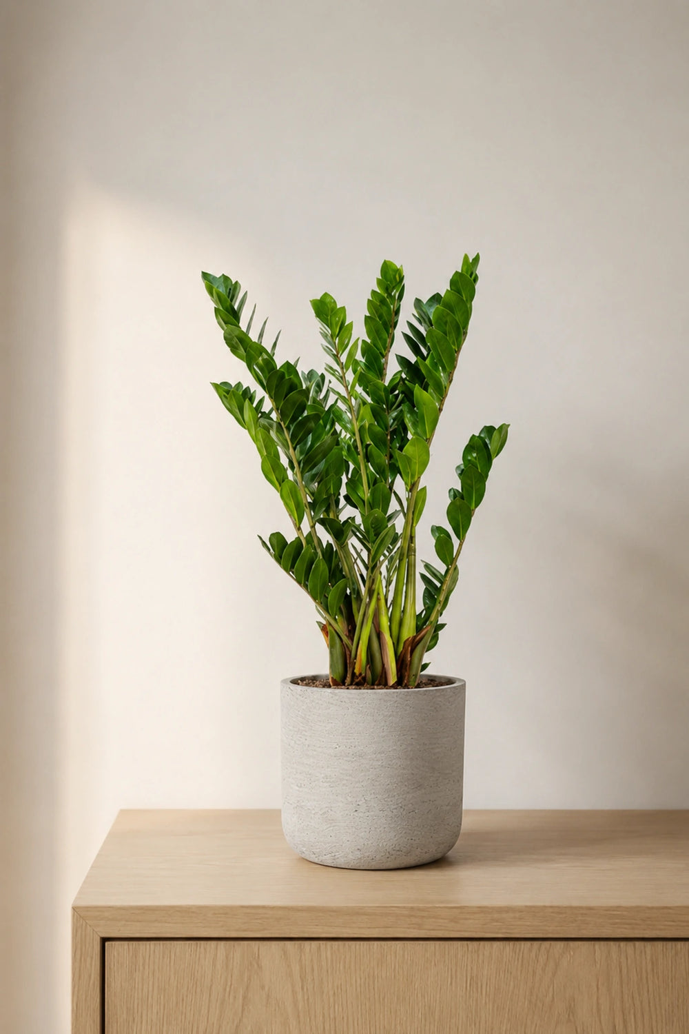 Glücksfeder - Zamioculcas Ø:21 H:70 cm - Pflanzen sicher zu dir nach Hause 