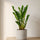 Glücksfeder - Zamioculcas