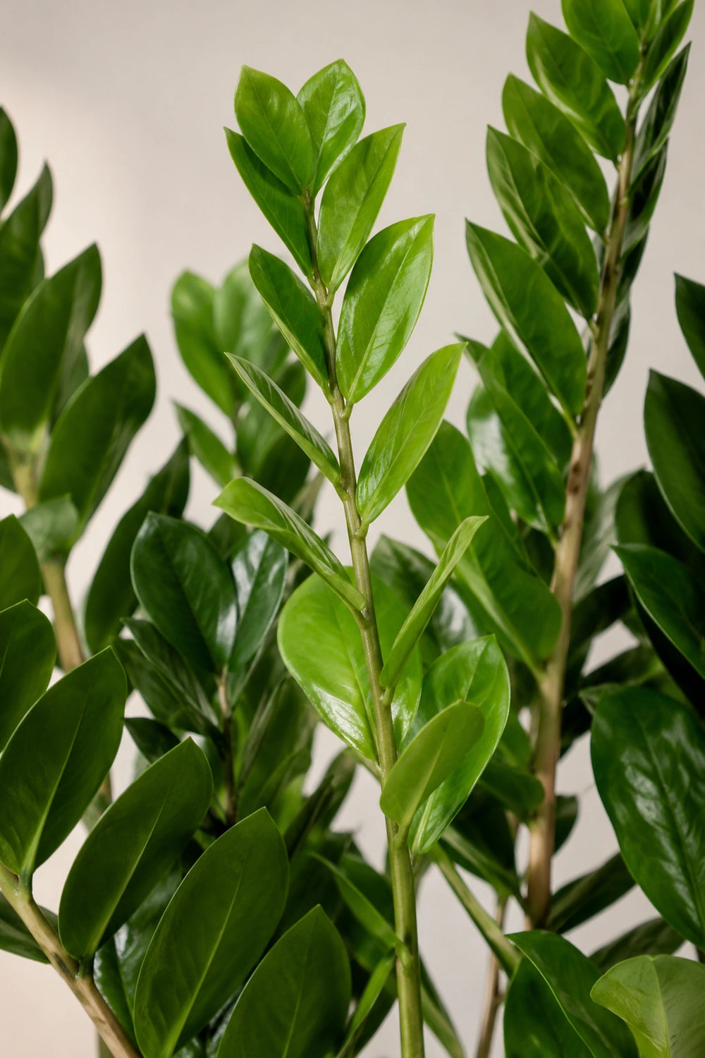 Glcksfeder - Zamioculcas :21 H:70 cm - Pflanzen sicher zu dir nach Hause  | Finestgreen