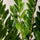 Glücksfeder - Zamioculcas